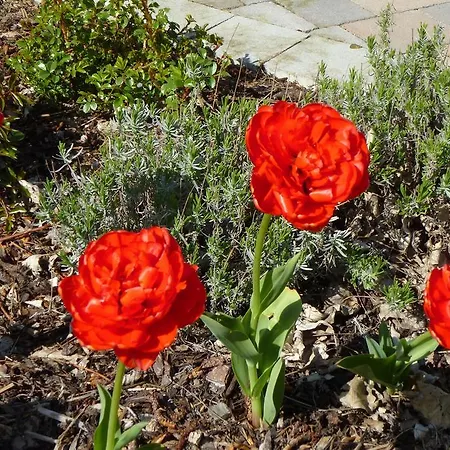 Semesterbostad Lucia *