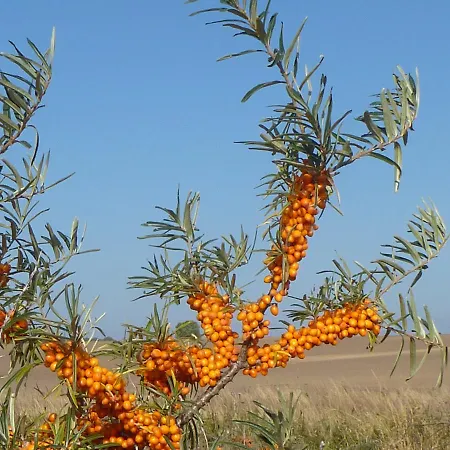 Semesterbostad Lucia *